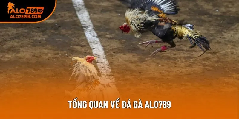 Tổng quan về đá gà Alo789