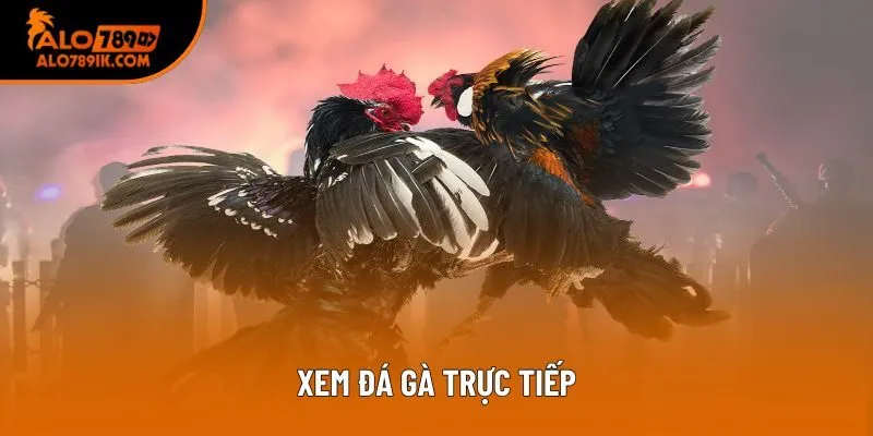 Xem đá gà trực tiếp – Link xem ổn định và không giật lag